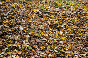 Autumn leaf fall in october. Fallen leaves in the park