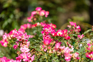与野公園のバラ