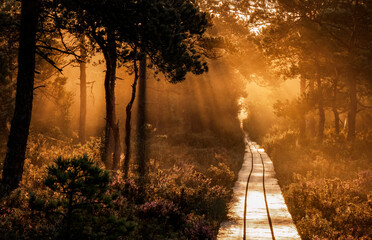 wooden road through the forest - obrazy, fototapety, plakaty