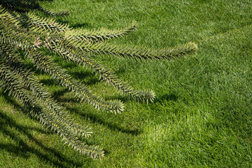 Araucaria araucana, monkey puzzle tree, monkey tail tree or Chilean pine. Close-up. Pine with large thorny leaves on a blurred background. Selective focus. City Park "Krasnodar" or Galitsky Park.
