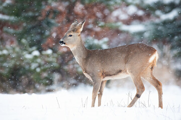 Roe deer, capreolus capreolus, doe standing on meadow in winter nature. Female mammal looking on...