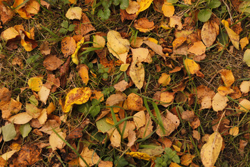 Autumn leaves fallen on the forest floor. Green and yellow leaves. Autumn background. Golden season.