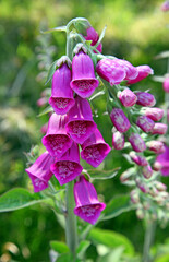 Close up of Foxglove flowers
