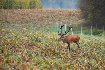Red deer, cervus elaphus, walking on corn stubble in autumn morning. Stag with majestic antlers moving on field in fall atmosphere. Wild animal marching on dry land with fence in background.