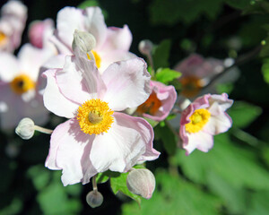 Obraz premium Close up of pale pink anenome flowers 