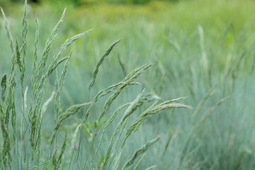 Perennial cereal weeds. Natural background with panicles.