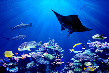 background of underwater coral reef and hammerhead shark meeting Manta Ray