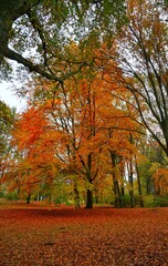 Naklejka premium autumn in the park