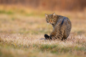 Naklejka na ściany i meble European wildcat, felis silvestris, looking back on a meadow in autumn. Brown predator staring to the camera on dry field from rear view with copy space. Stripped mammal turning around on glade.