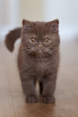 Britisch Kurzhaar Langhaar Kitten Katzenkind 