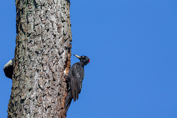 Black woodpecker (Dryocopus martius) at its nesting hole in the nature protection area Moenchbruch near Frankfurt, Germany.