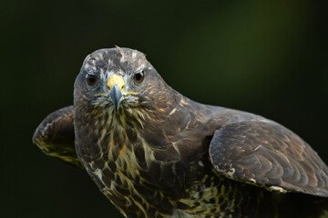 European wild common buzzard portrait