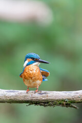 Eurasian kingfisher (Alcedo atthis) sitting on his perch in autumn.
