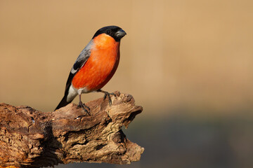 Eurasian bullfinch, pyrrhula pyrrhula, sitting on bough in autumn nature. Colorful male bird observing on branch in fall wilderness. Little animal with orange feather resting on twig.