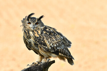 Eurasian eagle owl  owl portrait