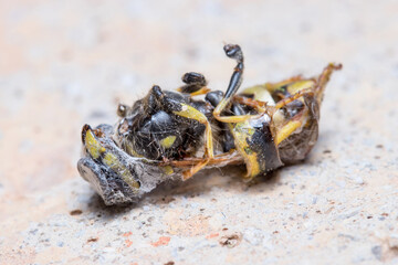 Dead Vespula germanica wasp tangled in spider's web