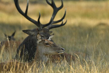 Face to face with Red deer cervus elaphus