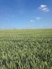 Felder in frankreich