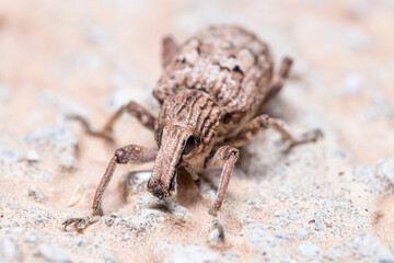 Rhytideres plicatus weevil walking on a concrete wall