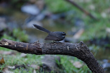 White-throated Fantail, Birds of Himalaya