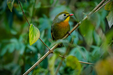 Birds of Himalaya, The red-billed leiothrix (Leiothrix lutea) is a member of the family Leiothrichidae. Adults have bright red bills and a dull yellow ring around their eyes.