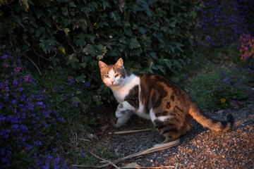 Begegnung mit einer Katze im Abendrot