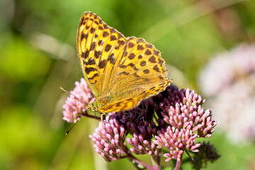 Obraz premium Silver-washed Fritillary (Argynnis paphia), female butterfly nectaring on Hemp-agrimony, Haldon Forest, Devon, England, UK.