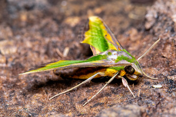 Closeup moth on ground. Macro shot insect.