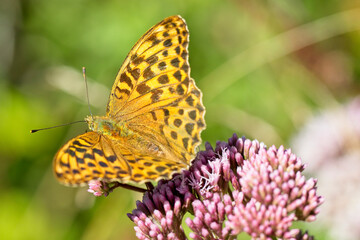 Silver-washed Fritillary (Argynnis paphia), female butterfly nectaring on Hemp-agrimony, Haldon Forest, Devon, England, UK.