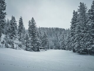 snow covered trees