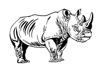 Graphical rhino isolated on white, vector illustration