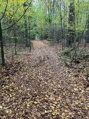 path in autumn forest