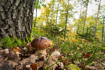 Steinpilz im Wald