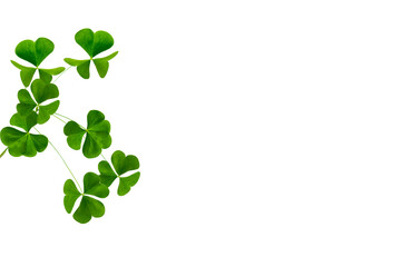 green clover leaves isolated on white background. St.Patrick 's Day