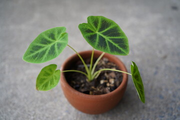 colocasia heterochroma 'dark shadows' in a clay pot