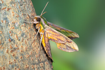 Closeup yellow-green moth  on tree trunk. Macro shot insect.