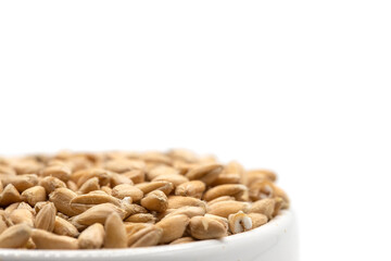 Closeup of emmer wheat isolated on white