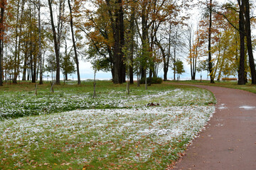 autumn in the forest