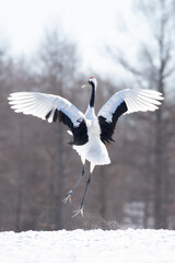 北海道　道東　釧路　タンチョウ