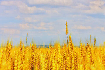 Golden wheat field in sunny day