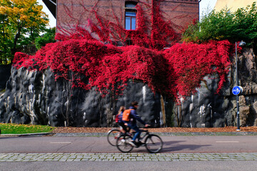The bike path on the background of the black wall with the red Virginia creeper.