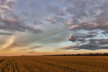 Sunset over wheat ears