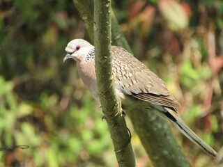 dove in flying in the sky.beauty bird 