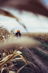 Hunting image of a pumpkin man lurking in the corn field at Halloween 