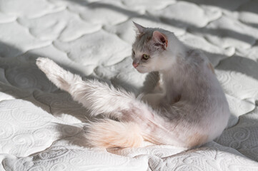 A trimmed white cat lies on the bed at home. Grooming concept for cats