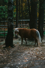 horse in the forest