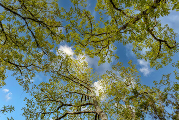Natural background bottom view of the tops of trees