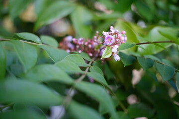 Star fruit flower - Close up detail of star fruit flower in bloom, Isolated star fruit flower