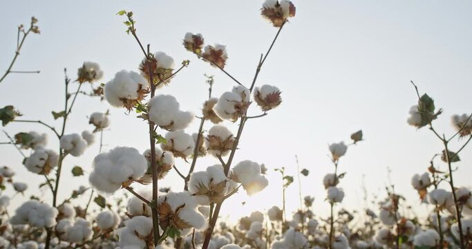 Against the background of a cotton field in the rays of the setting sun, a high-quality cotton Bush rotates 360 degrees . Cotton field, 4 K video