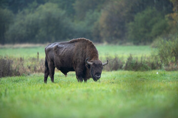 European bison in the Białowieża National Park. Huge male on the grazing. Bison out of the forest. Wild bison in Poland.  Autumn in the wildlife. 